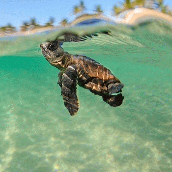 Sloth (USA-2) : Go Little Buddy, Go!